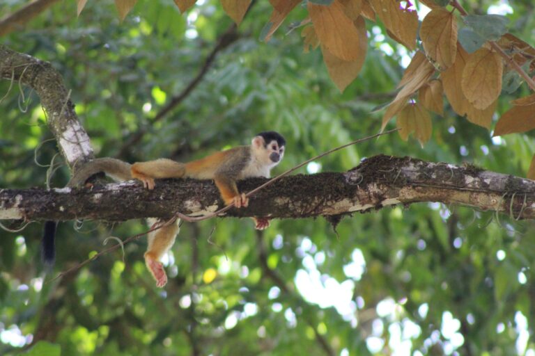 Squirrel Monkey 2