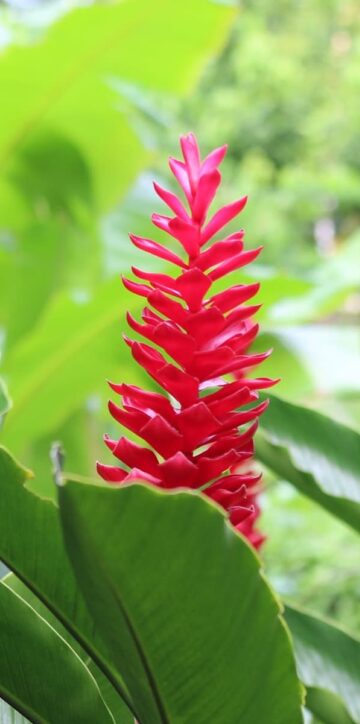 CF4AEA96 A23B 46EF 882F BF324EFFC043