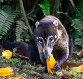 Coati square image