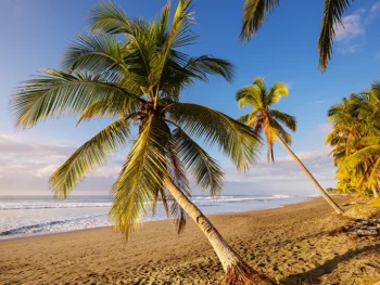Costa Rica Beach with palms