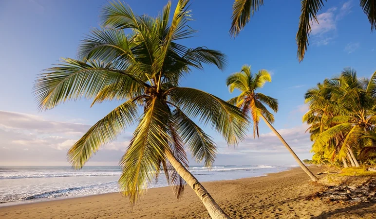Costa Rica Beach with palms