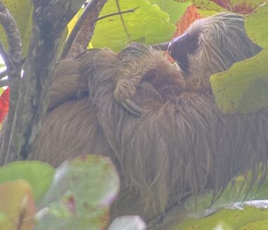 ED7461DA 28D5 4452 AF38 6170AAF17897