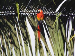 Scarlet Macaw Scarlet Macaw