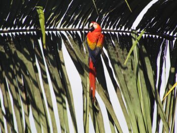 Scarlet Macaw