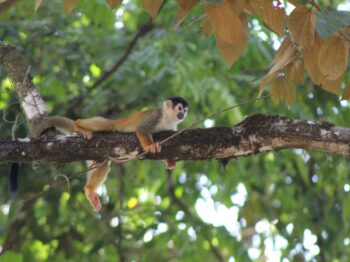Squirrel Monkey 2
