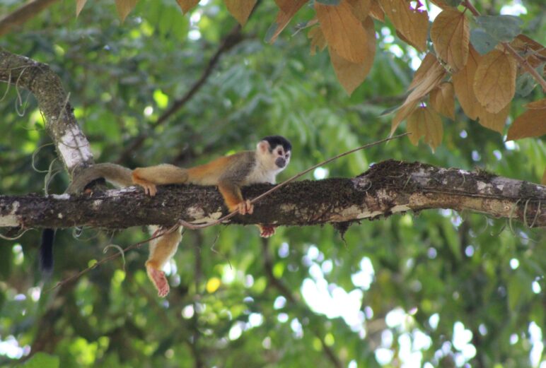 Squirrel Monkey 2 Squirrel Monkey 2