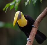 a toucan in costa rica 2022 08 31 03 57 38 utc