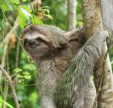 an adorable sloth in a tree hanging on to a beach 2022 11 10 08 41 53 utc