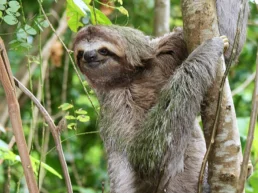 an-adorable-sloth-in-a-tree-hanging-on-to-a-beach v2 an adorable sloth in a tree hanging on to a beach v2