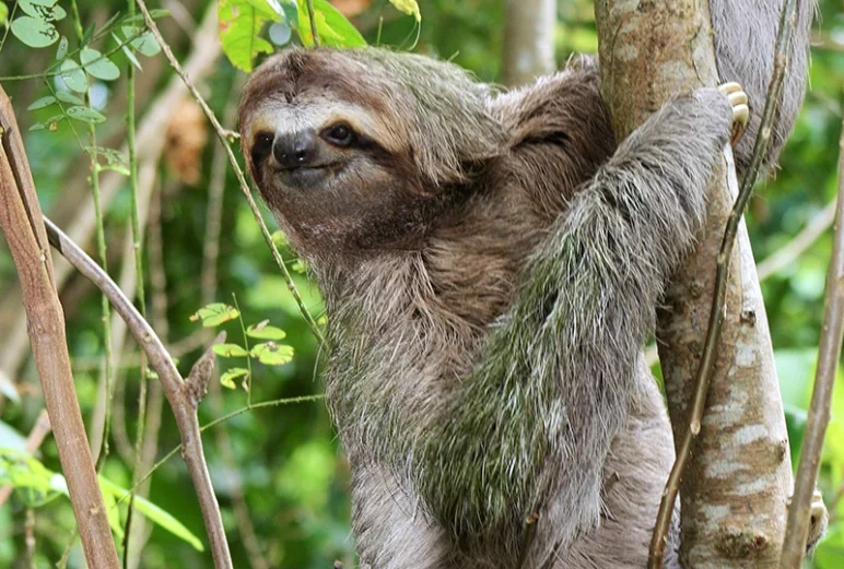 an-adorable-sloth-in-a-tree-hanging-on-to-a-beach v2 an adorable sloth in a tree hanging on to a beach v2