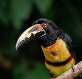 an aracari in costa rica 2022 08 31 03 57 39 utc