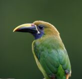 an emerald toucanet in costa rica 2022 08 31 03 57 39 utc