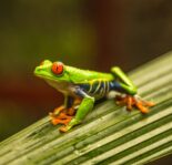 colorful red eyed tree frog in costa rica 2022 11 16 20 05 52 utc