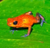 dart poison frog tropical rainforest costa rica 2022 07 27 04 25 18 utc