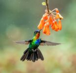 fiery throated hummingbird in costa rica 2021 08 29 02 11 01 utc