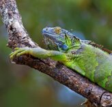 green iguana 2021 08 26 16 37 35 utc