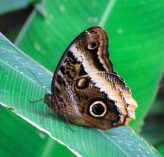 owl butterfly on a leaf in costa rica 2021 08 26 20 15 03 utc