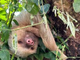 sloth 2