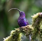 violet sabrewing hummingbird in costa rica 2021 08 26 20 15 01 utc
